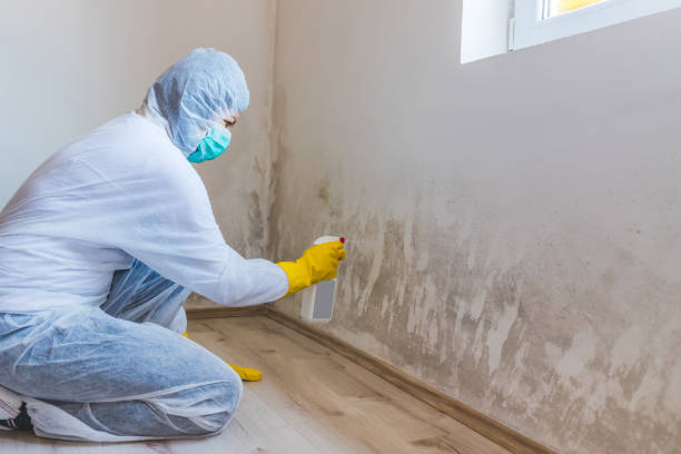 Licensed Mold Removal service in Carrboro, NC - WQB Mold Removal